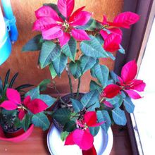 Una foto de Euphorbia pulcherrima