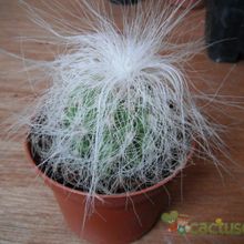 A photo of Cephalocereus senilis