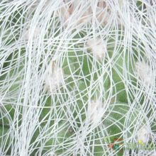 A photo of Cephalocereus senilis