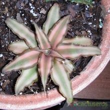 Una foto de Cryptanthus bivittatus