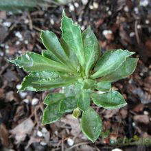 A photo of Euphorbia lugardae