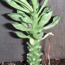 A photo of Euphorbia lugardae