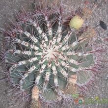 Una foto de Ferocactus emoryi ssp. rectispinus