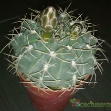 A photo of Gymnocalycium ritterianum