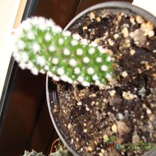 A photo of Mammillaria gracilis cv. Arizona Snowcap
