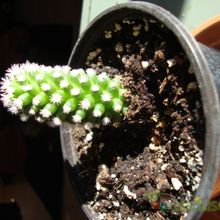A photo of Mammillaria gracilis cv. Arizona Snowcap