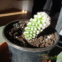 A photo of Mammillaria gracilis cv. Arizona Snowcap