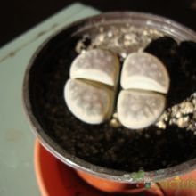 A photo of Lithops schwantesii ssp. schwantesii v. schwantesii