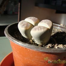 A photo of Lithops schwantesii ssp. schwantesii v. schwantesii
