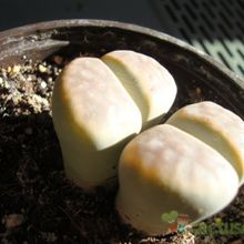 A photo of Lithops schwantesii ssp. schwantesii v. schwantesii