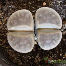 A photo of Lithops schwantesii ssp. schwantesii v. schwantesii