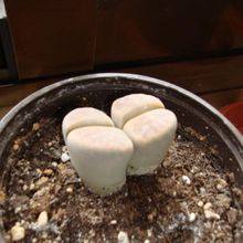 A photo of Lithops schwantesii ssp. schwantesii v. schwantesii
