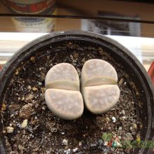 A photo of Lithops schwantesii ssp. schwantesii v. schwantesii