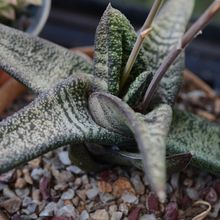 A photo of Gasteria batesiana  