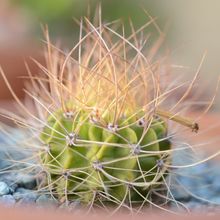 Photo of a cactus currently being identified