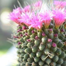 Una foto de Mammillaria spinosissima fma. unpico