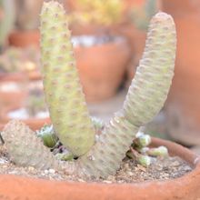 Una foto de Tephrocactus diadematus