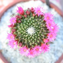 Una foto de Mammillaria spinosissima fma. unpico