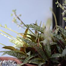 A photo of Ledebouria socialis