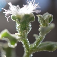 A photo of Mesembryanthemum crystallinum
