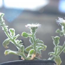 A photo of Mesembryanthemum crystallinum