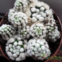 A photo of Mammillaria gracilis cv. Arizona Snowcap
