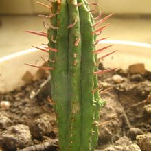 A photo of Euphorbia ferox