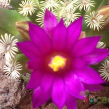 A photo of Mammillaria hernandezii