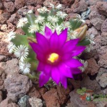 A photo of Mammillaria hernandezii