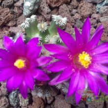 A photo of Mammillaria hernandezii