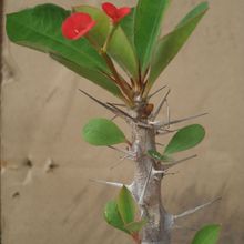 A photo of Euphorbia milii var. milii