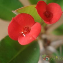 A photo of Euphorbia milii var. milii