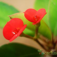 A photo of Euphorbia milii var. milii