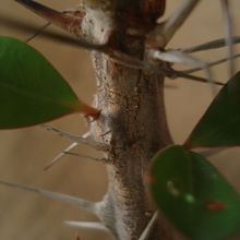 A photo of Euphorbia milii var. milii