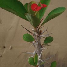A photo of Euphorbia milii var. milii