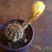 A photo of Echinopsis aurea