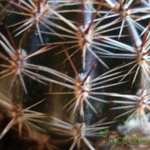 A photo of Echinopsis aurea