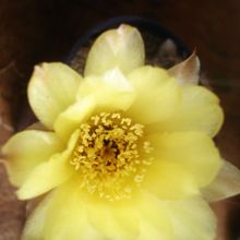 A photo of Echinopsis aurea