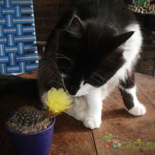 A photo of Echinopsis aurea