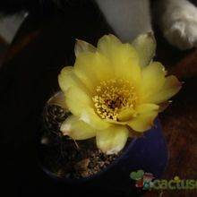 A photo of Echinopsis aurea
