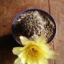 A photo of Echinopsis aurea