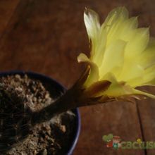 A photo of Echinopsis aurea