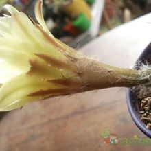 A photo of Echinopsis aurea