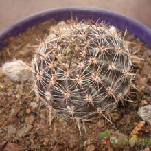 A photo of Echinopsis aurea