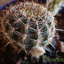 A photo of Echinopsis aurea