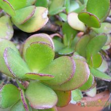 A photo of Crassula ovata