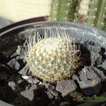 A photo of Mammillaria geminispina