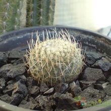 A photo of Mammillaria geminispina