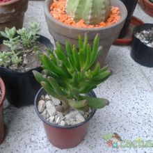 A photo of Crassula ovata cv. gollum