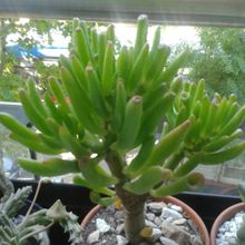 A photo of Crassula ovata cv. gollum